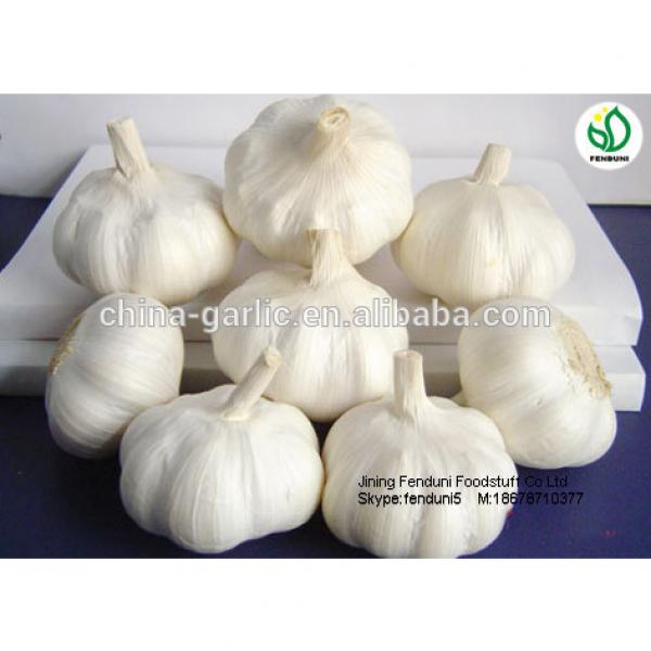 chinese natural garlic on sale garlic benifit for health fresh garlic #3 image