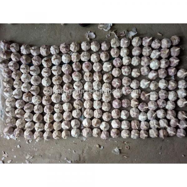 Best Garlic Supplier in China 10g/carton 5.5cm #4 image