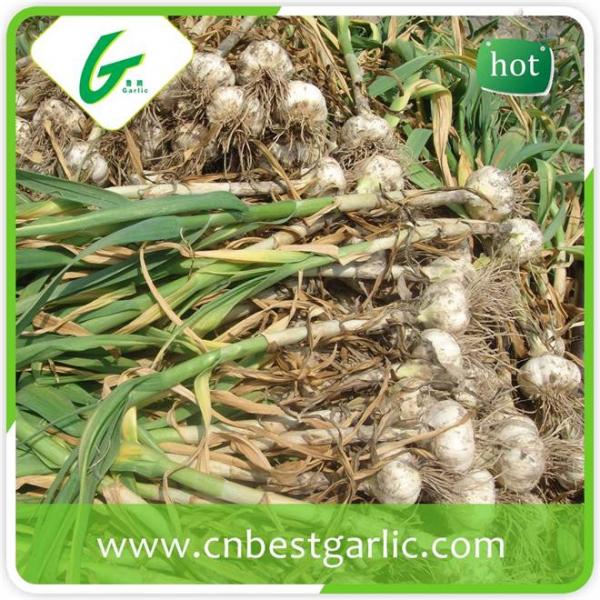 Good taste fresh chinese cheap garlic rates exporter #2 image