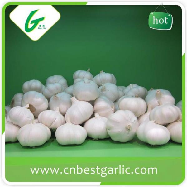 Good taste fresh chinese cheap garlic rates exporter #3 image