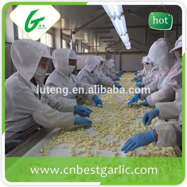 Fresh Peeled Garlic Clove Storing Peeled Garlic #1 image