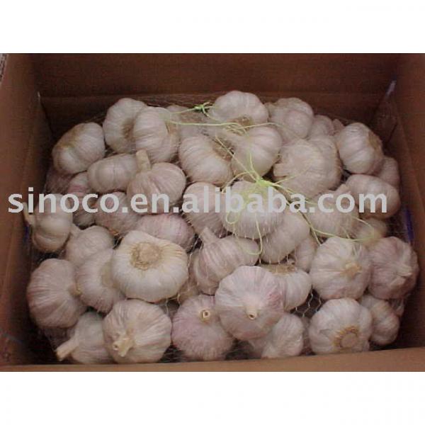 jinxiang garlic new crop #1 image