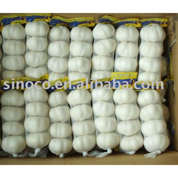 Sell Good Quality Galic (China) #1 image