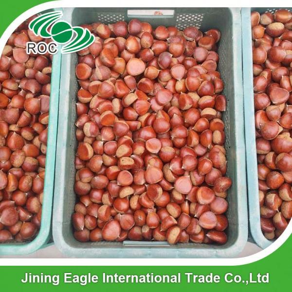 Bulk large nutritous sweet fresh chestnuts with best price #1 image