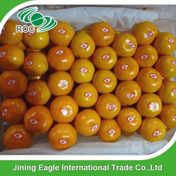 Fresh honey tasty mandarin orange in best price #1 image