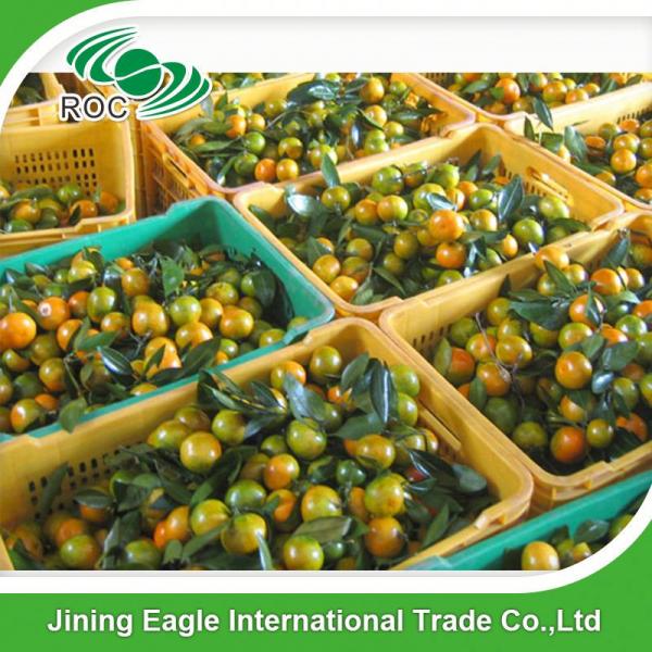 New crop fresh sugar mandarin orange in favorable price #1 image