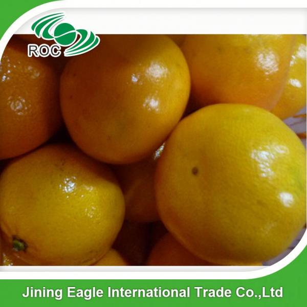 New crop fresh sugar mandarin orange in favorable price #3 image