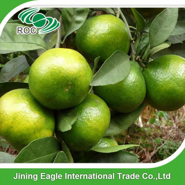 Zhejiang fresh sweet baby mandarin orange in favorable price #2 image