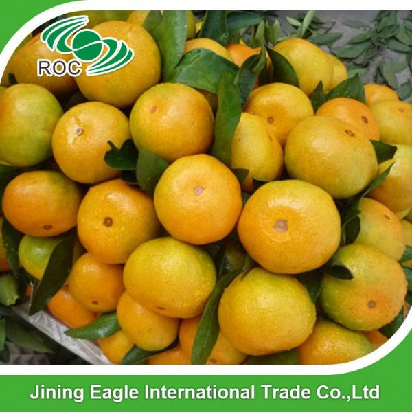 Fresh honey citrus fruit shatang baby mandarin orange #1 image