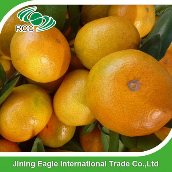 Chinese nafeng fresh small honey sweet mandarin orange #5 image