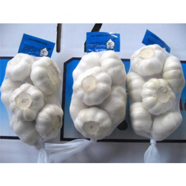 wholesale alibaba normal white garlic price black garlic #5 image