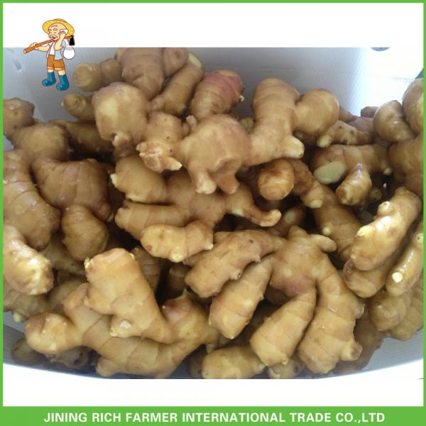 Competitive Price Wholesale New Young Ginger #1 image