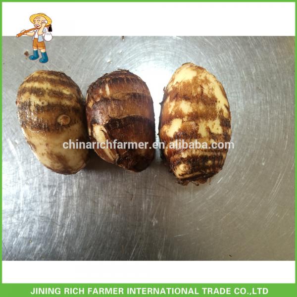 Fresh Taro from China New Crop 2017 #1 image