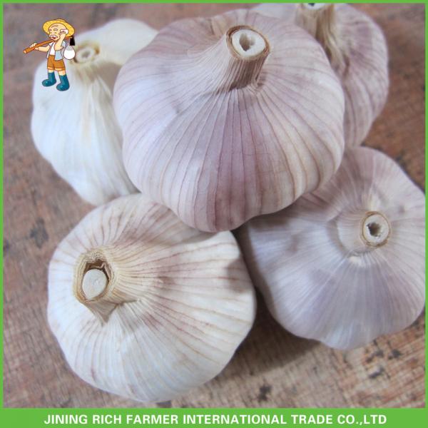 Good Price New Crop Fresh Red Garlic 5.0 CM In 10 KG Mesh Bag For Lebanon #1 image