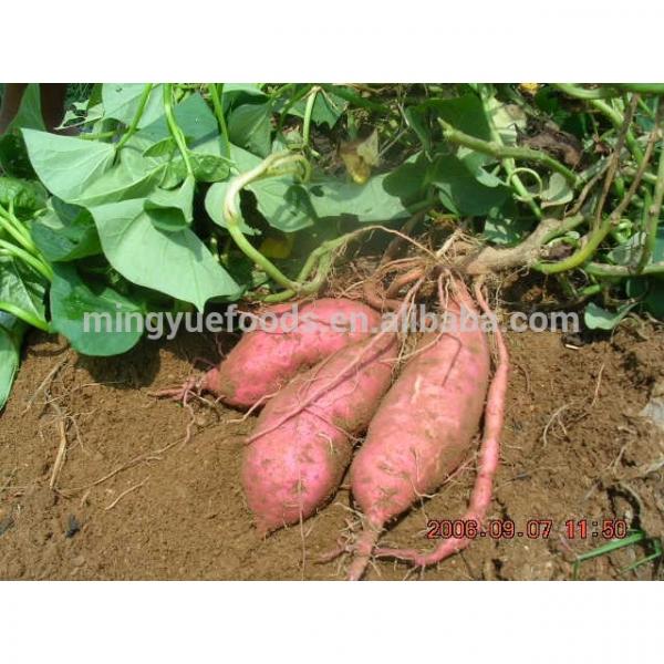 CHINA sweet potato flour pellets feed grade #2 image