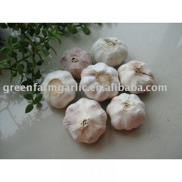 2017 snow white garlic #1 image