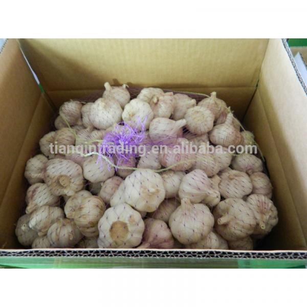 Chinese Garlic Packages in Bag or Carton #1 image