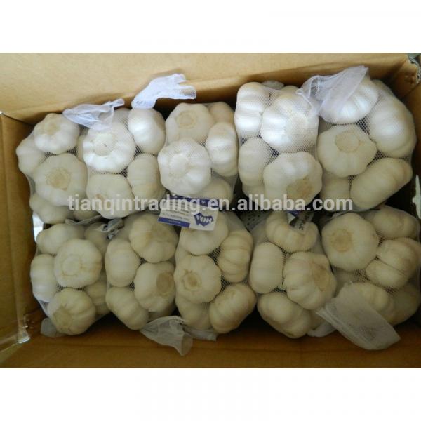 2014 Organic Garlic Package of 500g #1 image