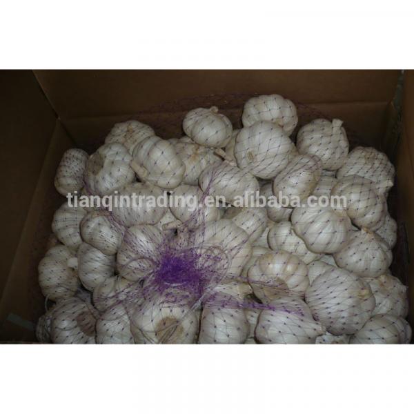 10kg carton garlic for Sale, 2014 Crop Garlic #1 image