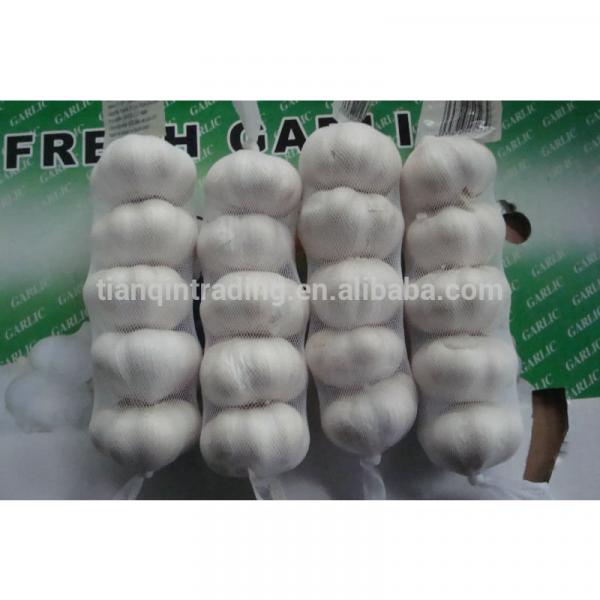 Garlic Price from China Market #1 image