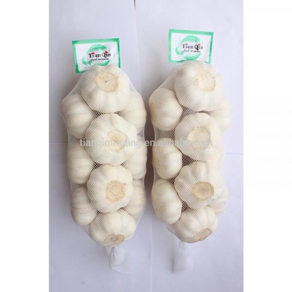 2014 Cold Room Garlic Supplier/Exporter of garlic #1 image