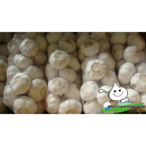 Fresh white garlic/Fresh garlic/Jinxiang Garlic #1 image