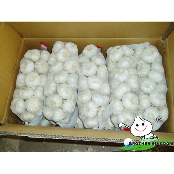 Fresh white garlic/Fresh garlic/Jinxiang Garlic #3 image