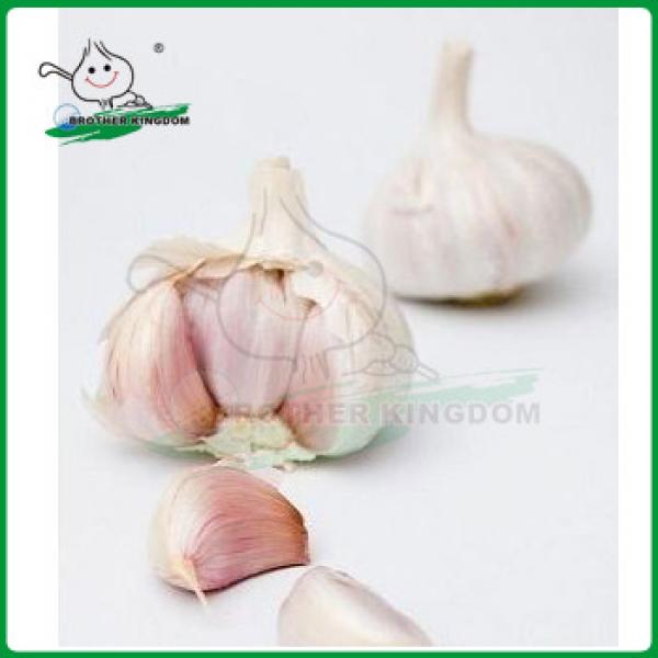 Garlic /Normal white garlic/Jinxiang Garlic #1 image