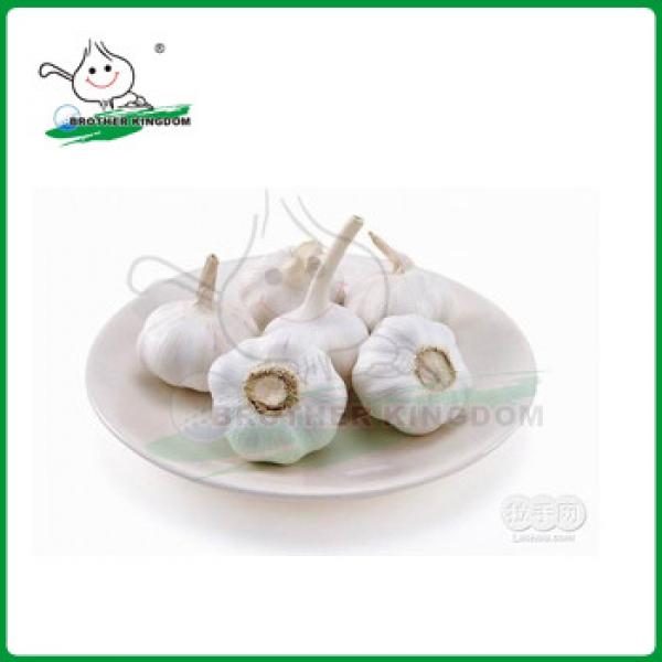 Normal white garlic /new crop garlic/China garlic #1 image