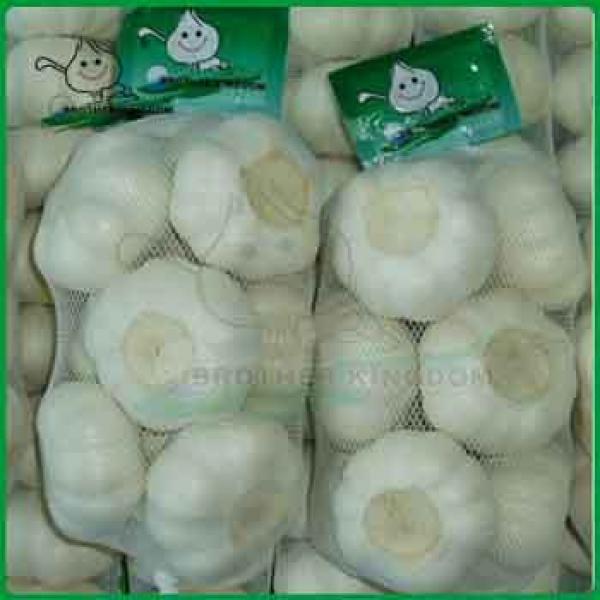 Fresh white garlic/Garlic with 500g packing/Jinxiang Garlic #1 image