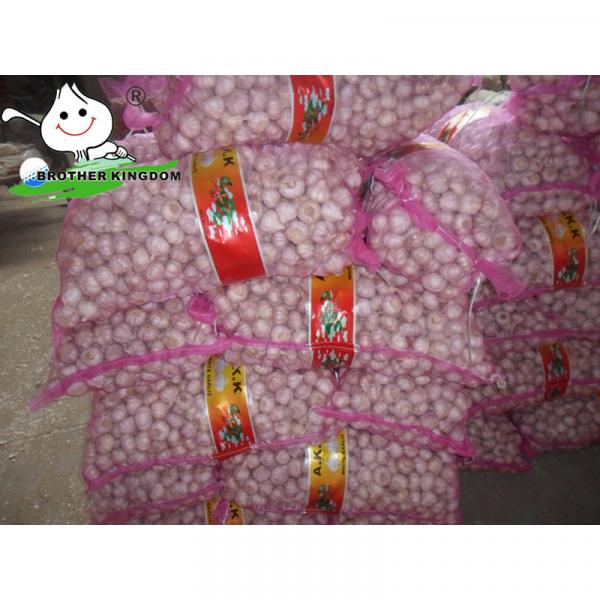 White garlic exporter from china/Natual garlic bulb/Garlic vegetable #1 image