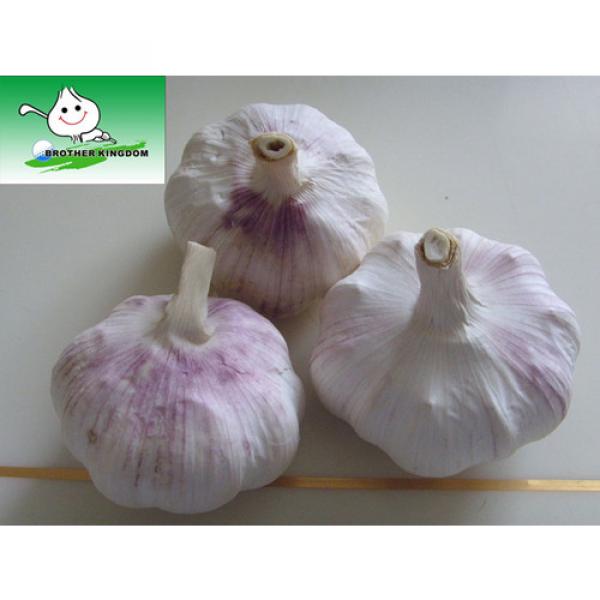 Big garlic/Pure white garlic/Fresh garlic #1 image