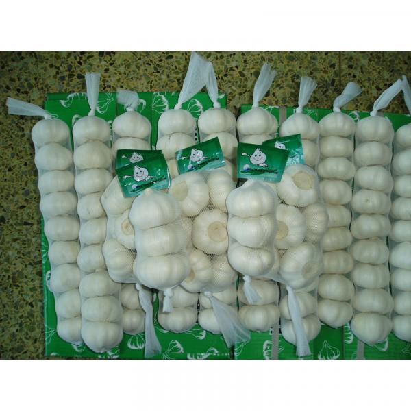 Garlic planter/China garlic price/Garlic importers #1 image