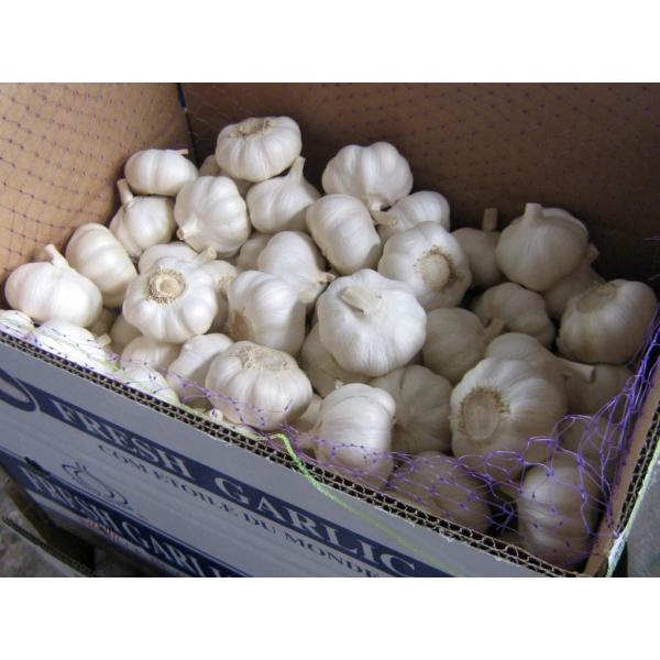 Garlic price/Fresh garlic/Wholesale garlic #1 image