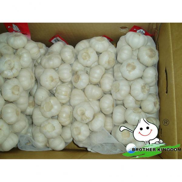 Garlic with GAP/Garlic from China/Low garlic price #1 image