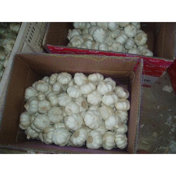 new crop natural garlic bulb/5.5cm garlic mesh bag/pure white garlic from origin #1 image