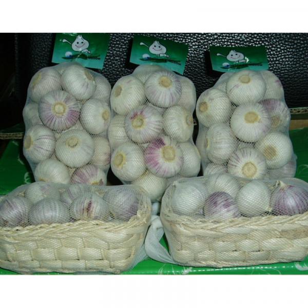 Purple garlic/Fresh garlic/Garlic price per ton from China #1 image