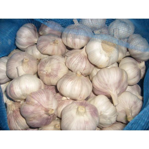 Purple garlic/Fresh garlic/Garlic price per ton from China #4 image