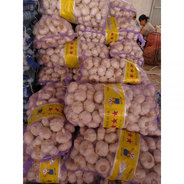 Big garlic/Alho bulbs/Ail/garlic price per ton from China #1 image