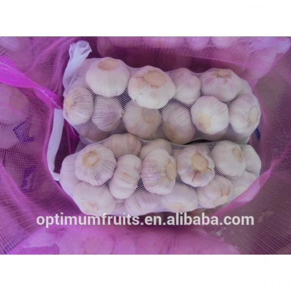 China fresh garlic exporters #3 image