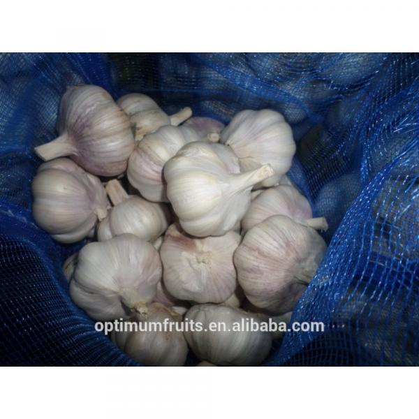 bawang putih harga #1 image