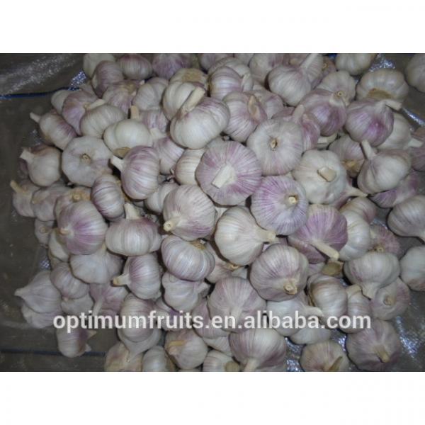 New harvest Chinese garlic from Jinxiang #2 image