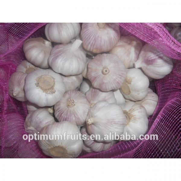 cina harga bawang putih #3 image