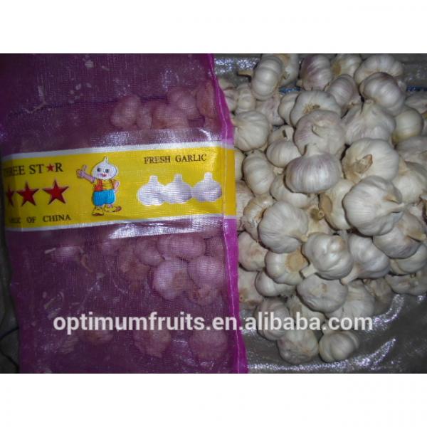 cina harga bawang putih #5 image