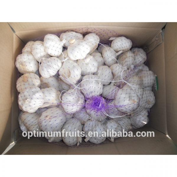 New crop fresh natural white garlic for sale #3 image