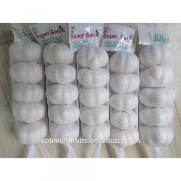 New crop Purple garlic white garlic from China for export #3 image