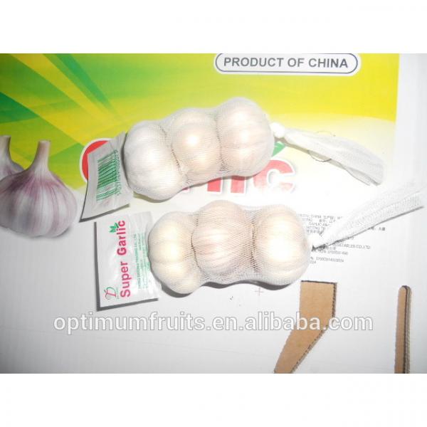 Normal white garlic size 5.0-5.5cm #3 image