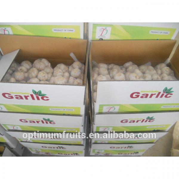 fresh white garlic from China top quality #2 image