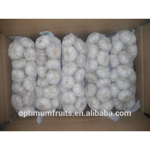 fresh white garlic from China top quality #3 image