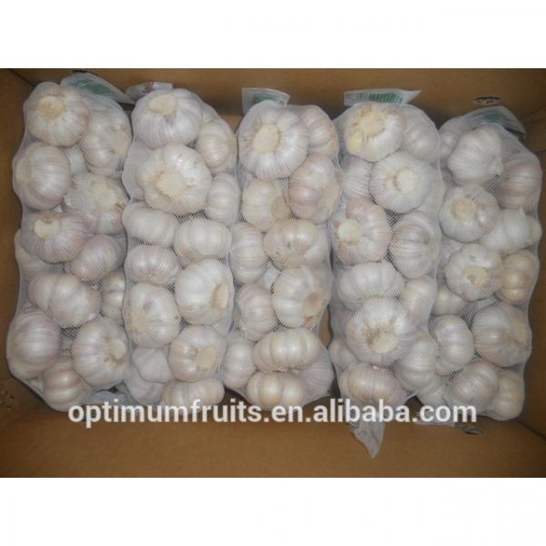 fresh white garlic from China top quality #4 image